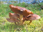 24333 Mushrooms in the sun.jpg